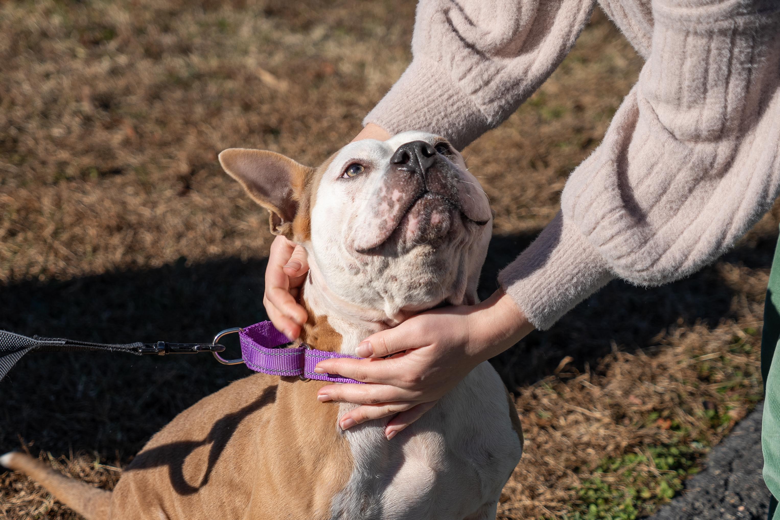 Stoney, a Adoptable Pit Bull Terrier in King George, VA image 4/6