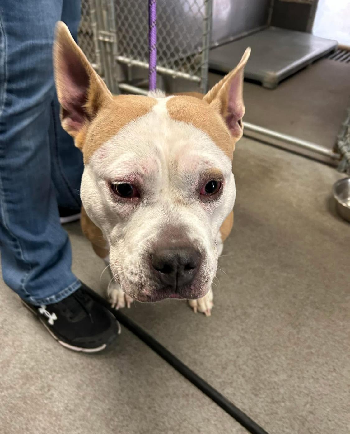 Stoney, a Adoptable Pit Bull Terrier in King George, VA image 5/6