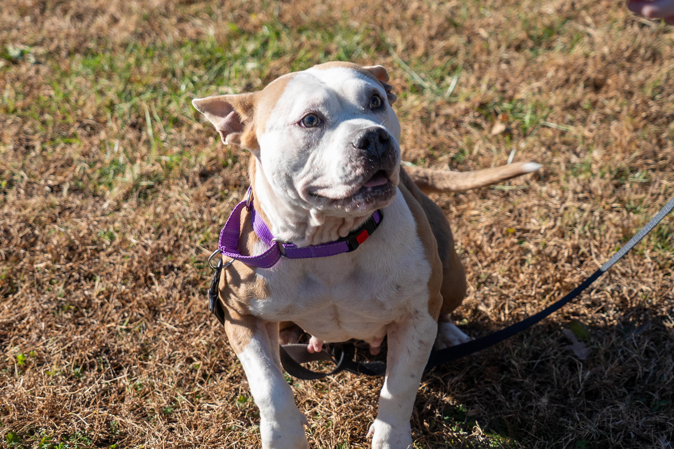 Stoney, a Adoptable Pit Bull Terrier in King George, VA image 1/6