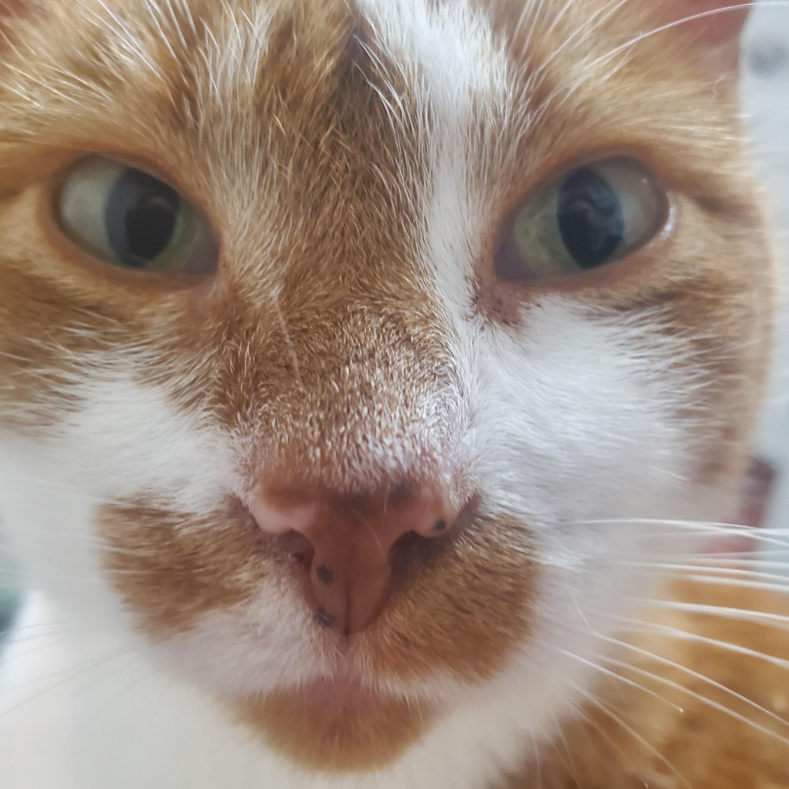 Pippi, Adoptable, Young Female Domestic Short Hair.