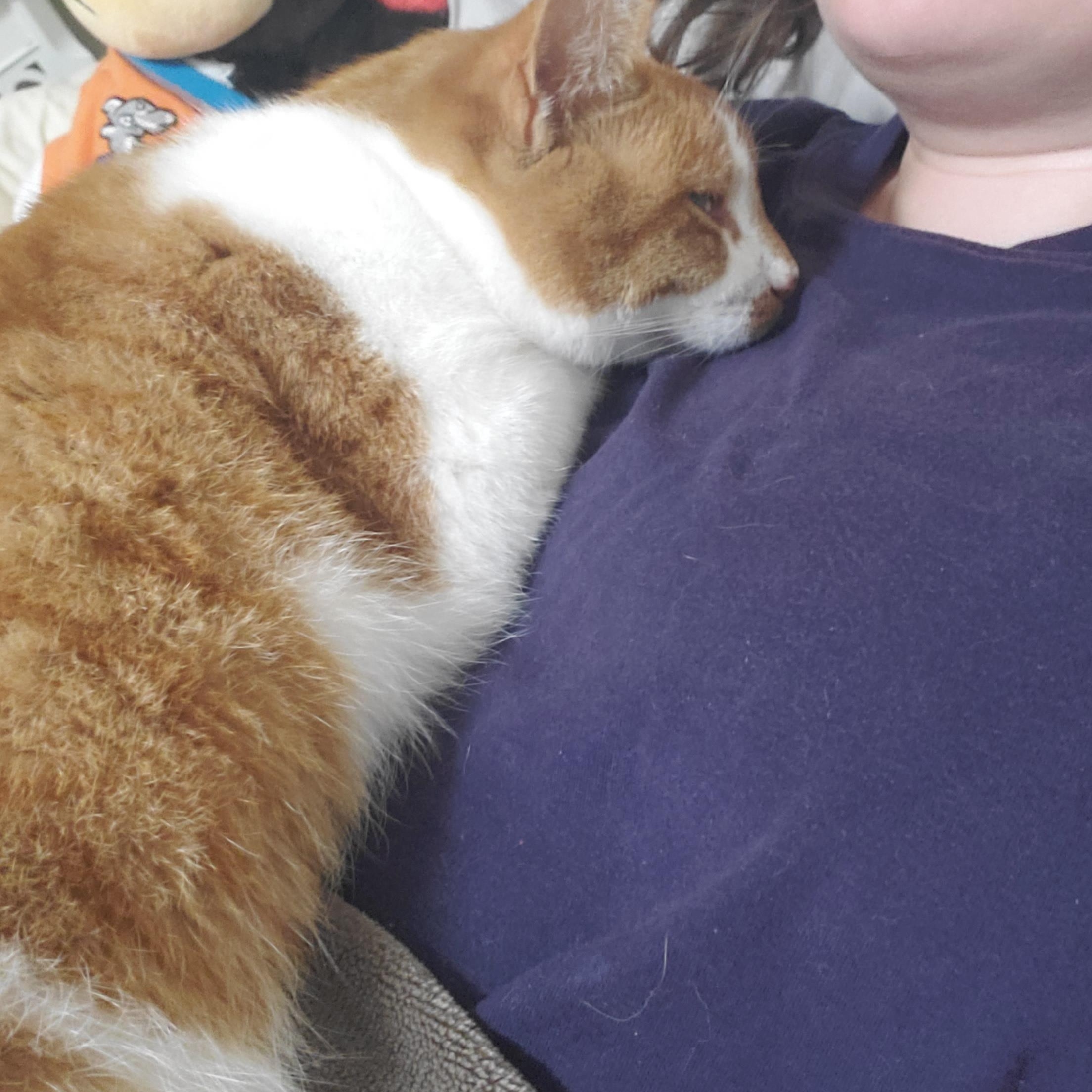 Enlarge Pippi, a Adoptable Domestic Short Hair in Waterloo, ON image 2/4