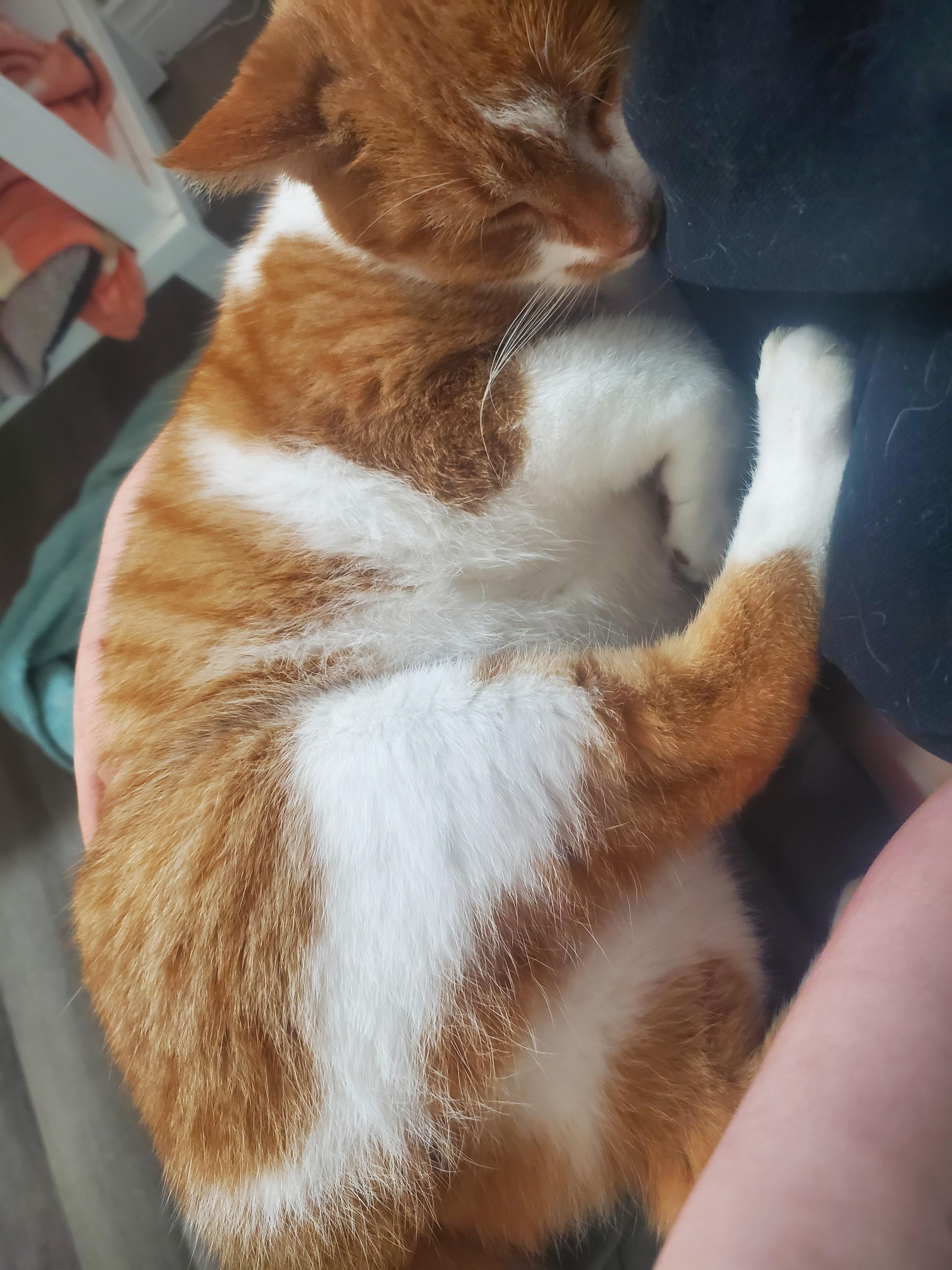 Enlarge Pippi, a Adoptable Domestic Short Hair in Waterloo, ON image 3/4