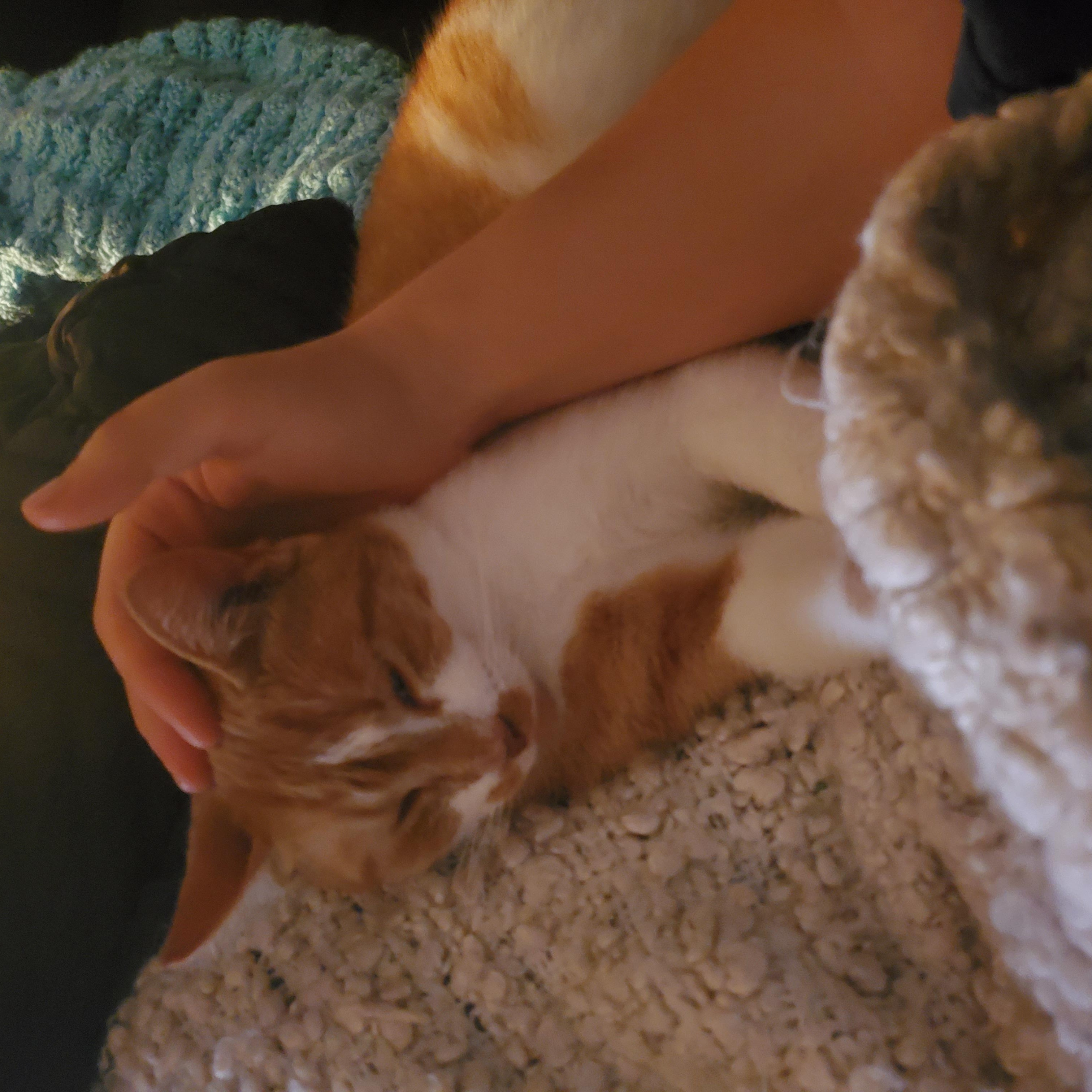 Enlarge Pippi, a Adoptable Domestic Short Hair in Waterloo, ON image 4/4