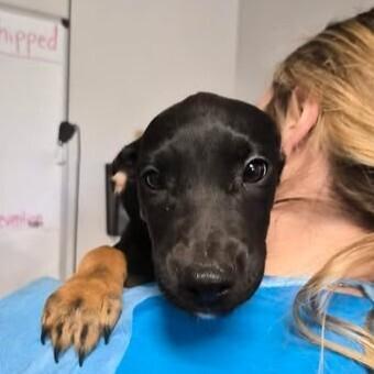 Billie, Adoptable, Puppy Female Australian Cattle Dog / Blue Heeler.