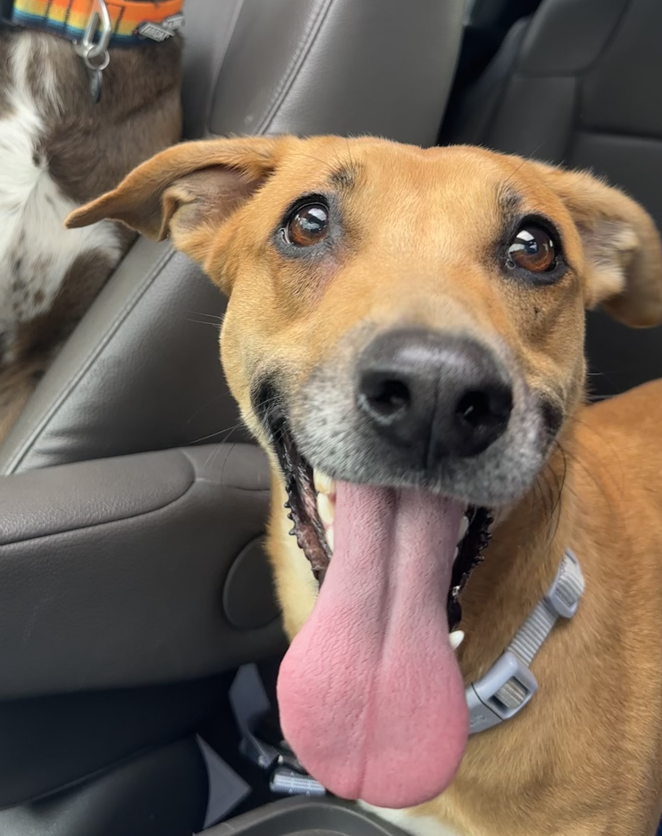 Enlarge Bambi, a Adopted mixed breed in Charlotte, NC image 4/6