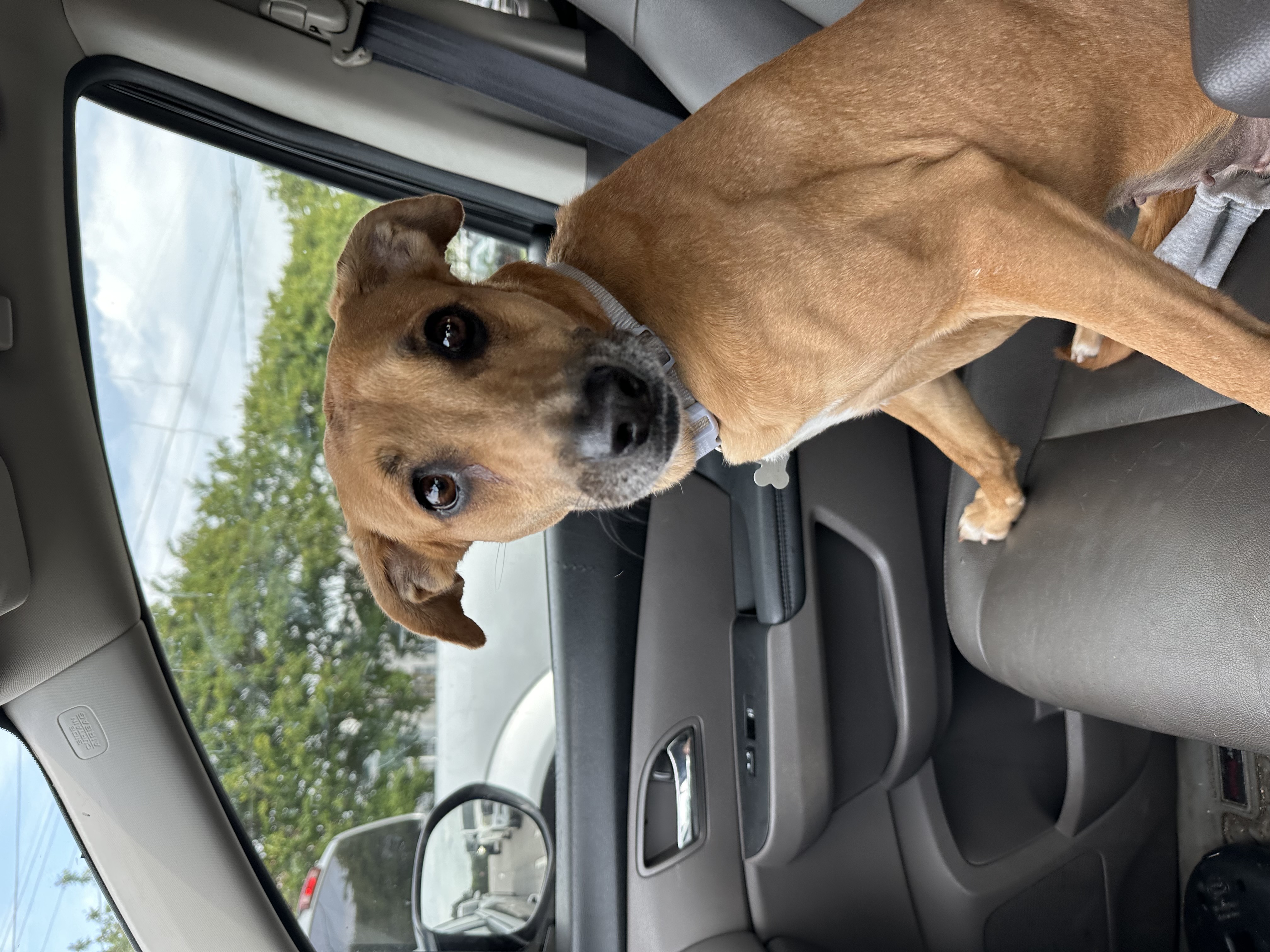 Enlarge Bambi, a Adopted mixed breed in Charlotte, NC image 5/6