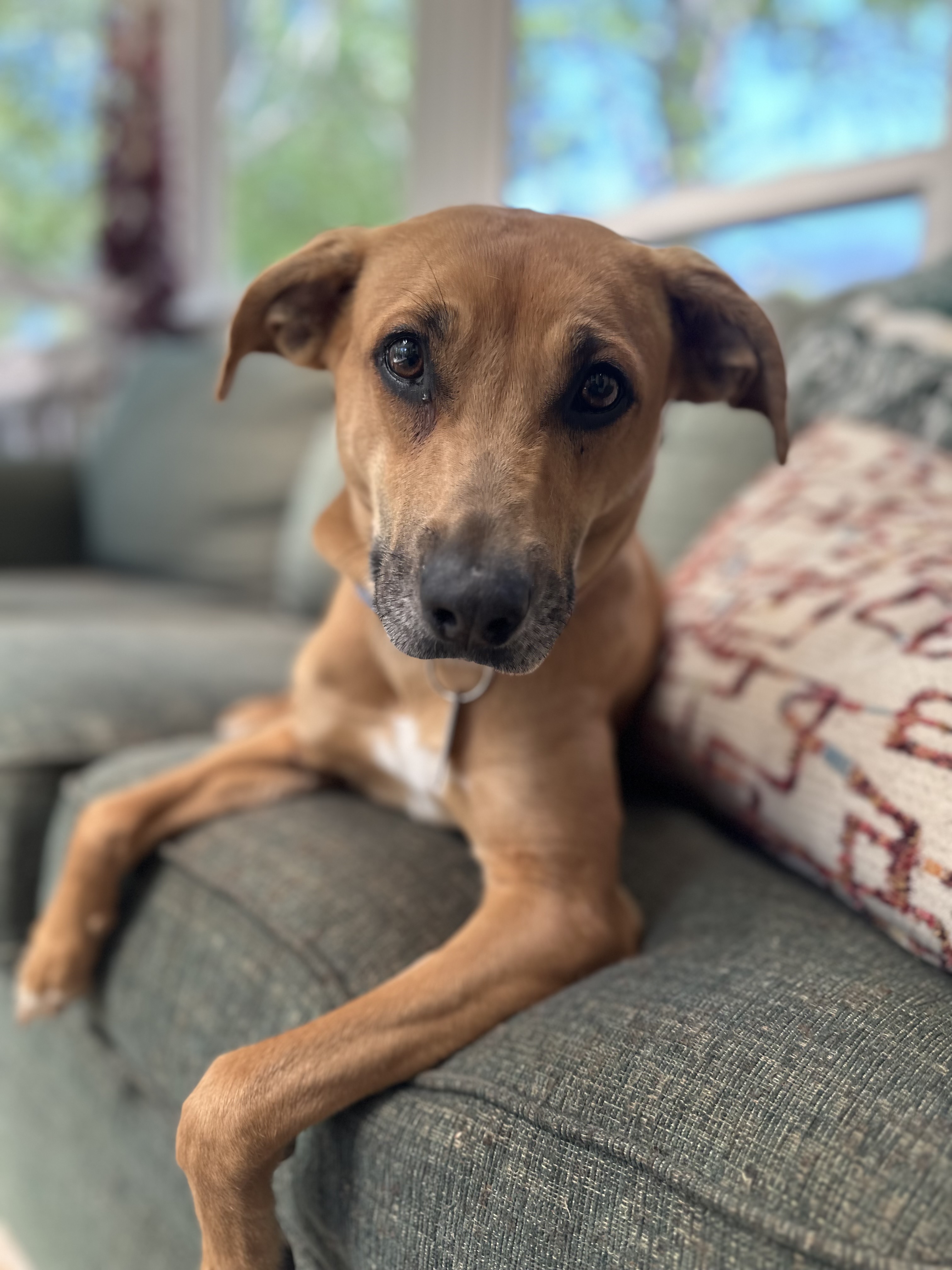 Enlarge Bambi, a Adopted mixed breed in Charlotte, NC image 2/6