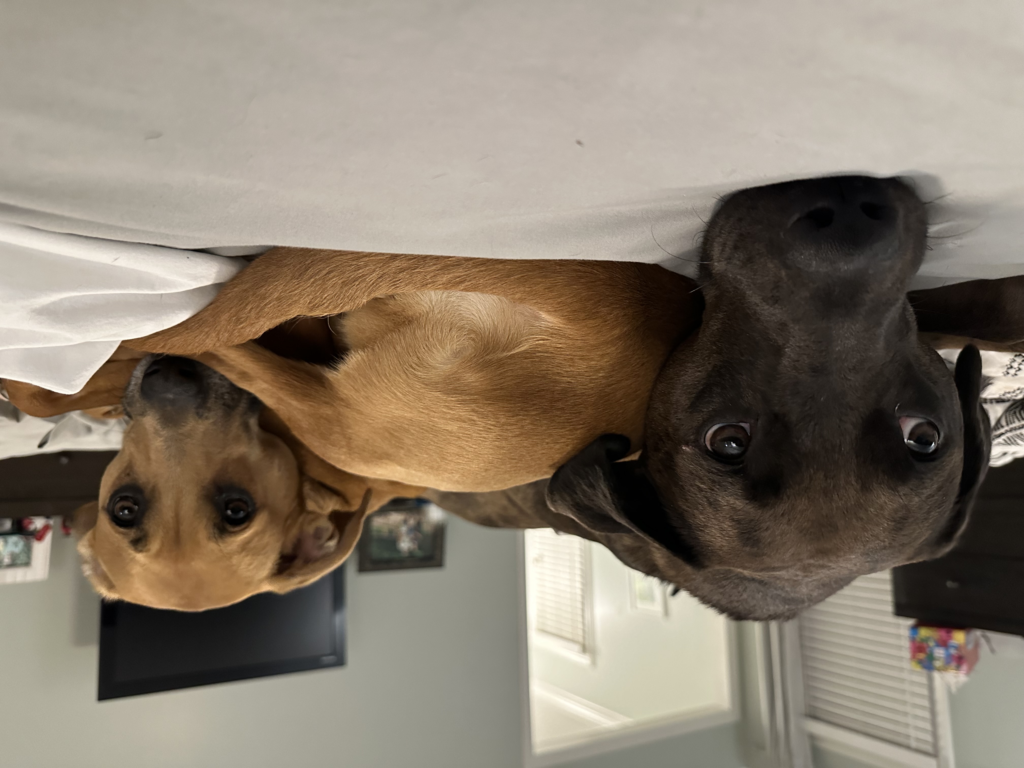 Enlarge Bambi, a Adopted mixed breed in Charlotte, NC image 3/6