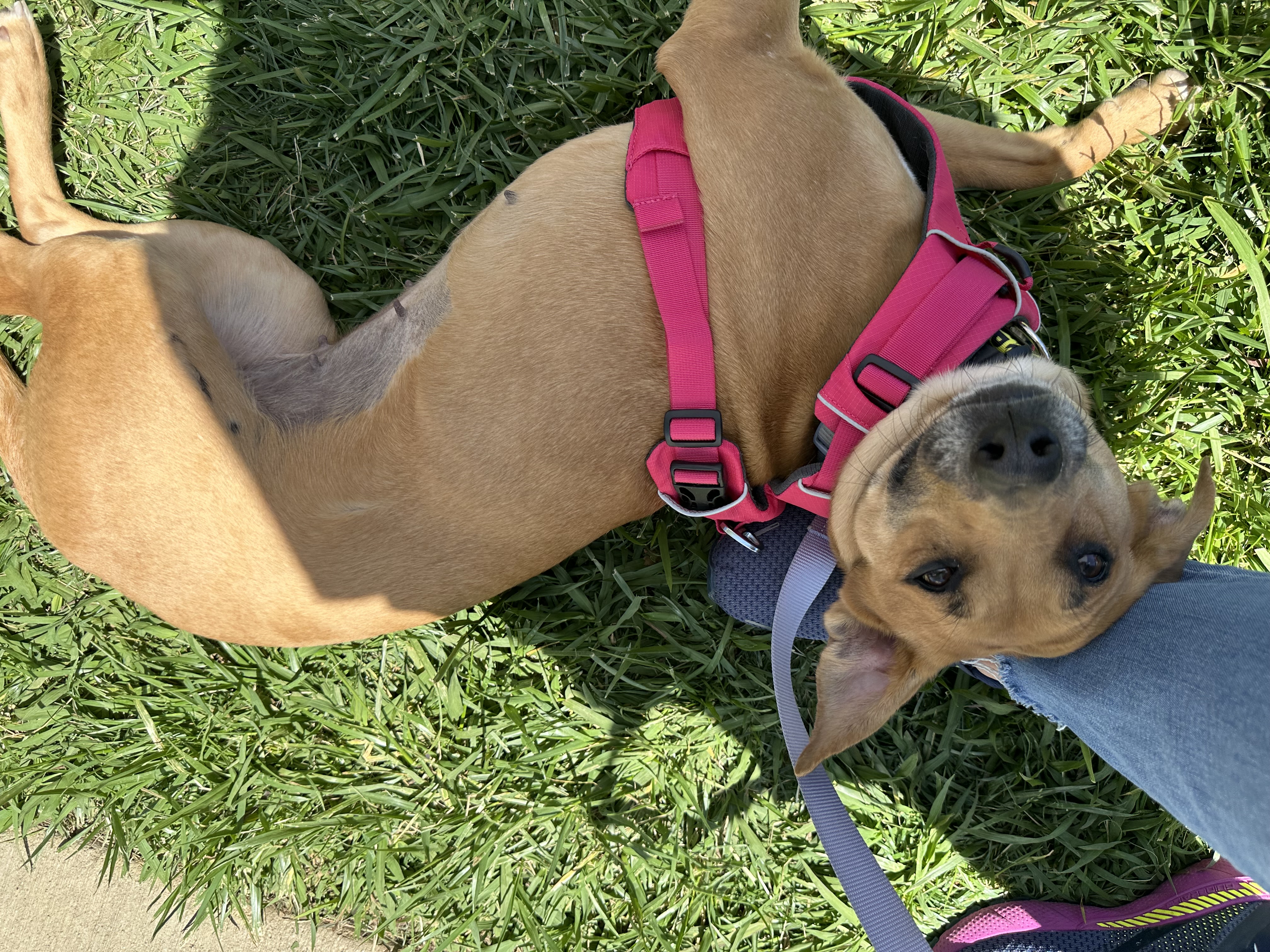 Enlarge Bambi, a Adopted mixed breed in Charlotte, NC image 6/6