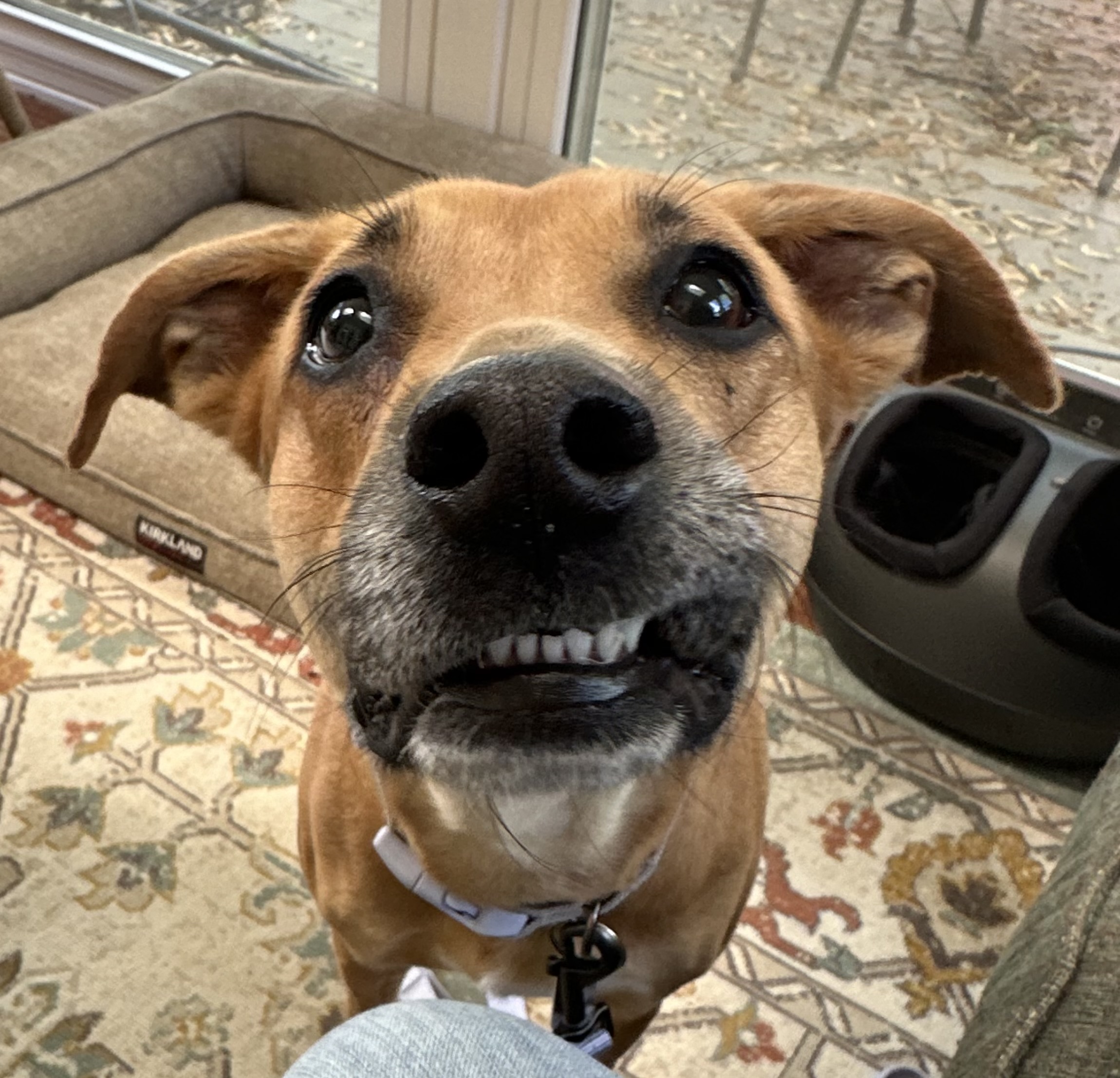 Enlarge Bambi, a Adopted mixed breed in Charlotte, NC image 1/6