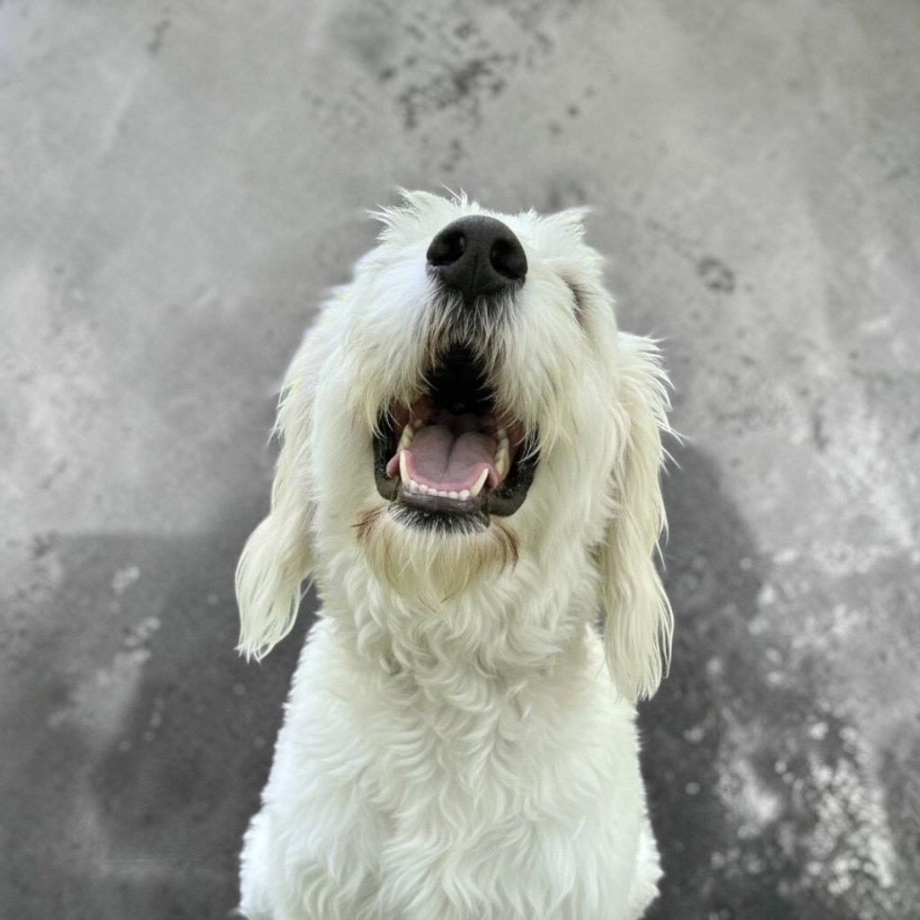Tobie, a Adoptable mixed breed in Midway, UT image 1/3