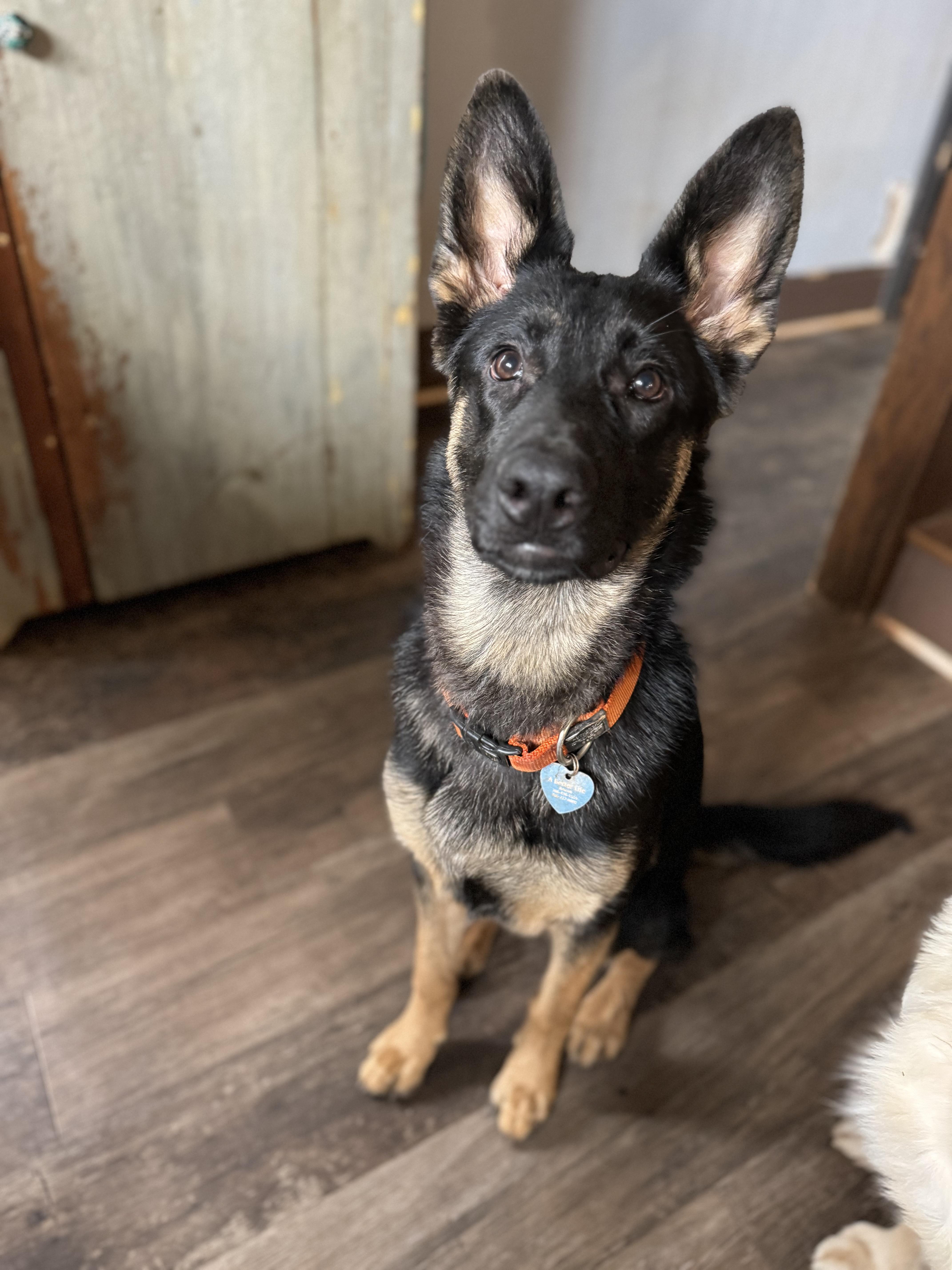 Chewie, a Adopted German Shepherd Dog in Danielsville, GA image 1/2