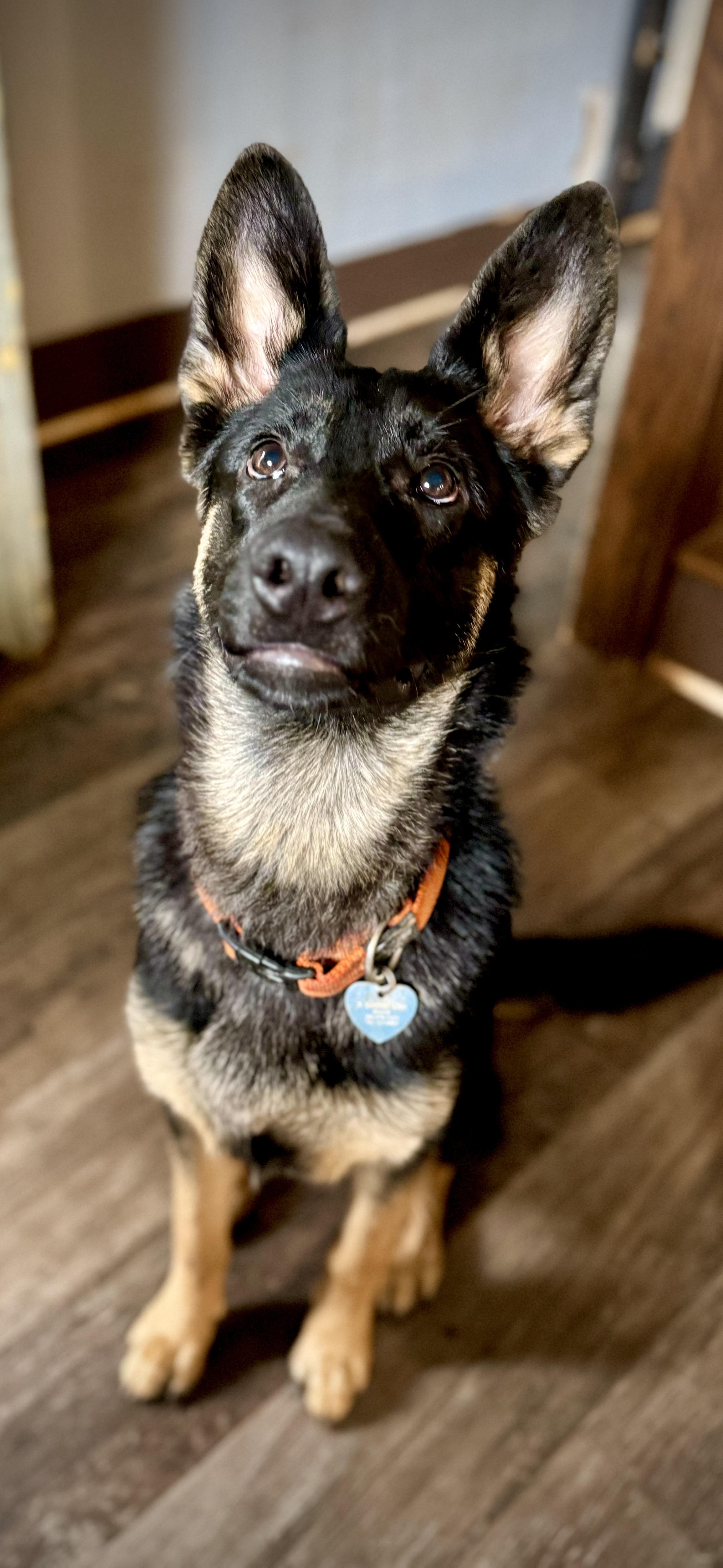 Chewie, Adopted, Puppy Male German Shepherd Dog.