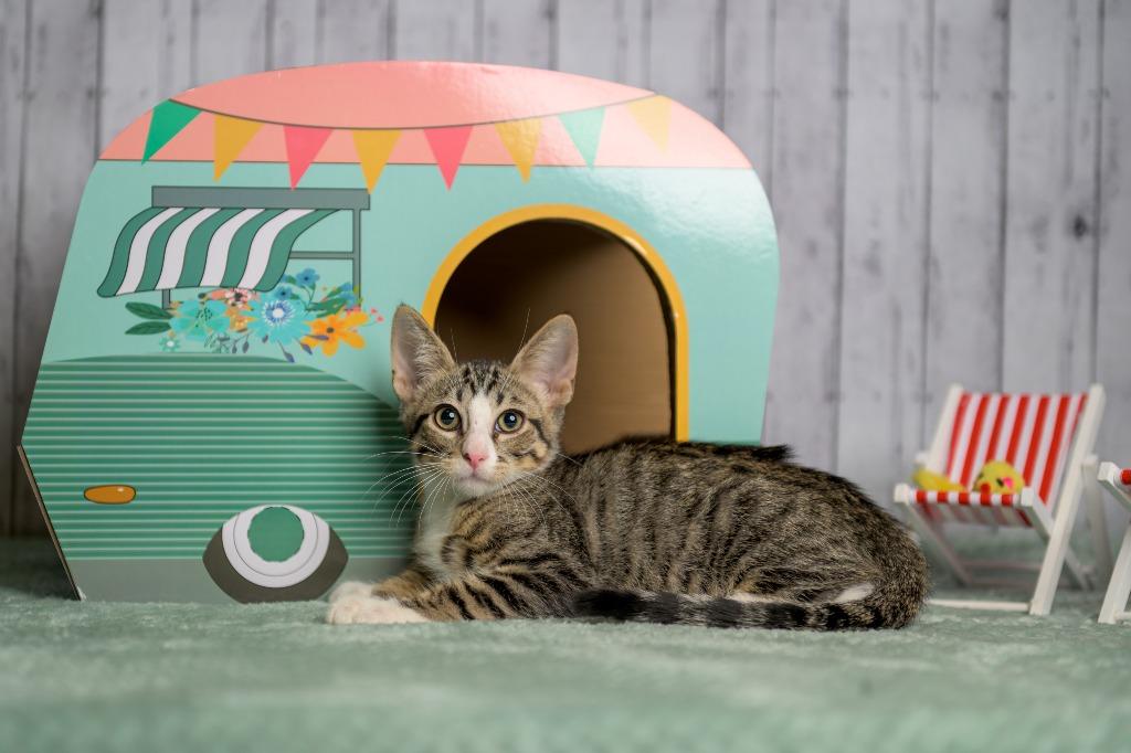 Enlarge Malone, a Adoptable mixed breed in Roanoke, TX image 1/3