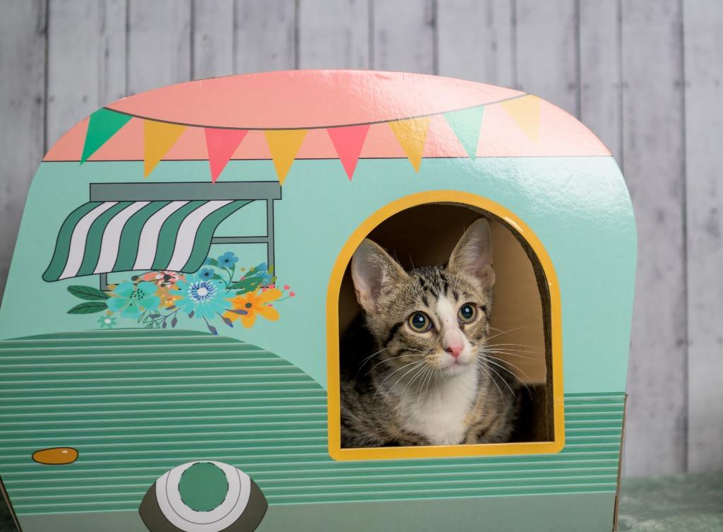 Enlarge Malone, a Adoptable mixed breed in Roanoke, TX image 2/3