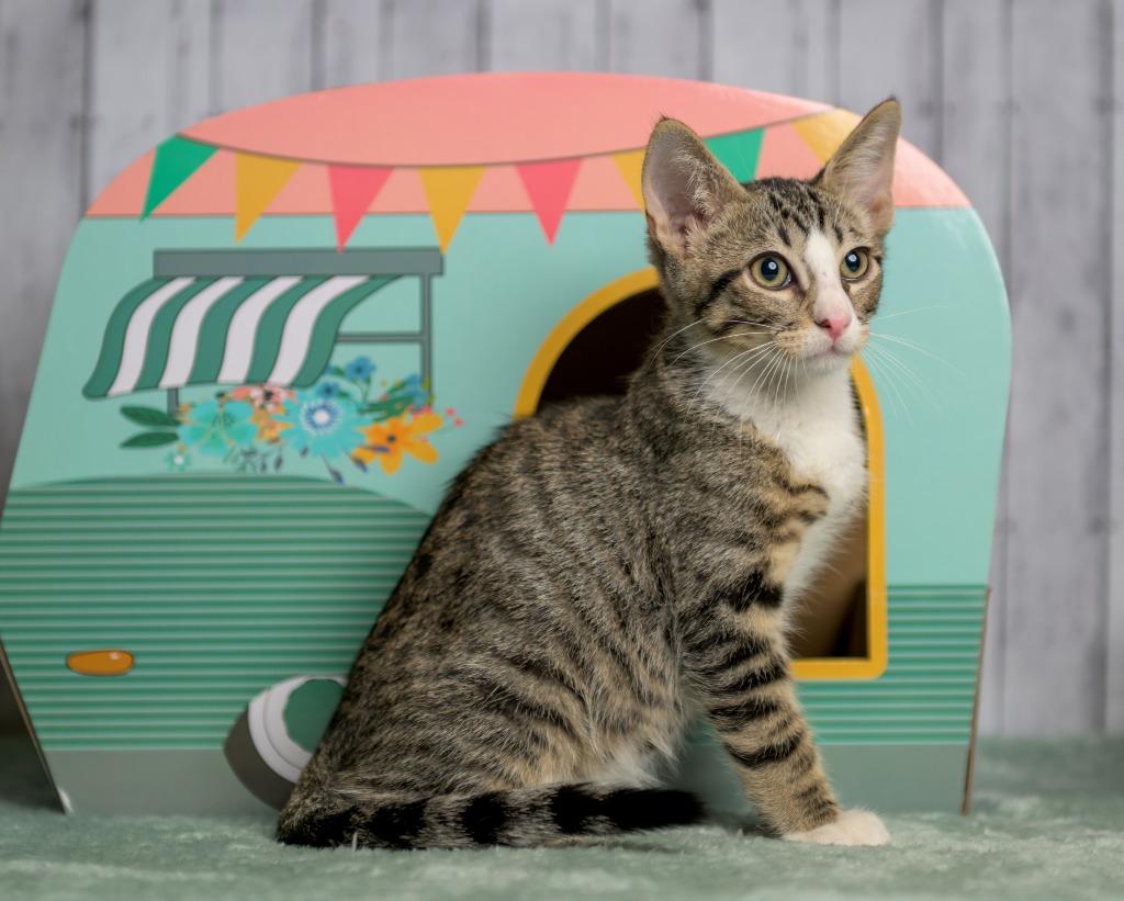 Enlarge Malone, a Adoptable mixed breed in Roanoke, TX image 3/3