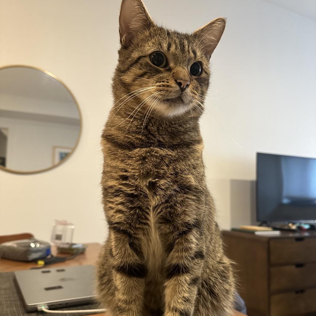 Shadow 4 — thumbnail 3