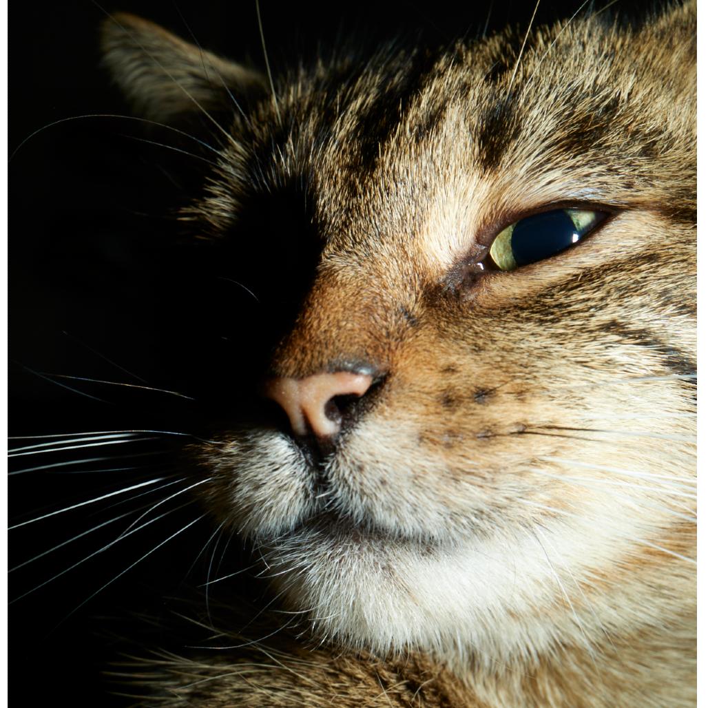 Shadow 4 — thumbnail 4