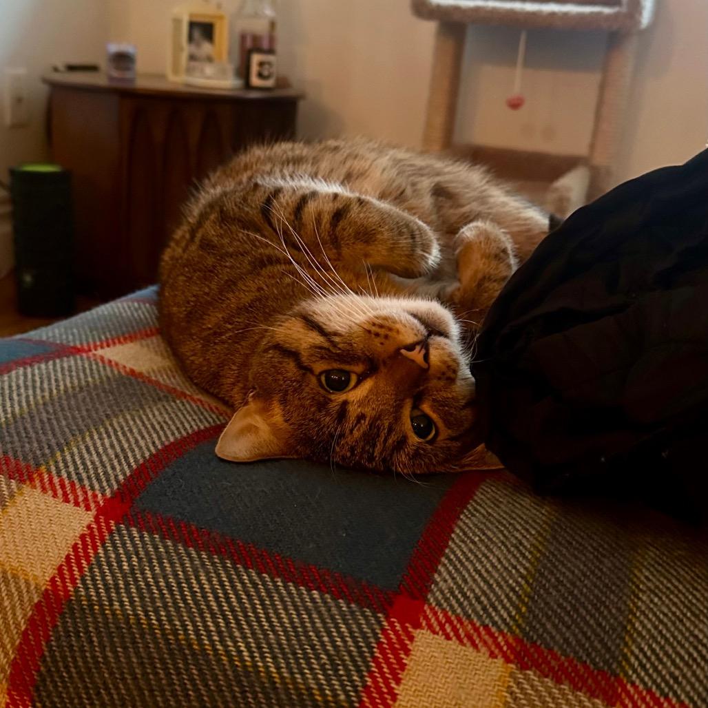 Shadow 4 — thumbnail 5