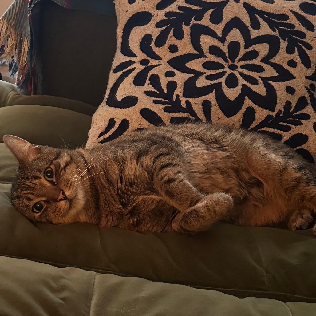 Shadow 4 — thumbnail 6