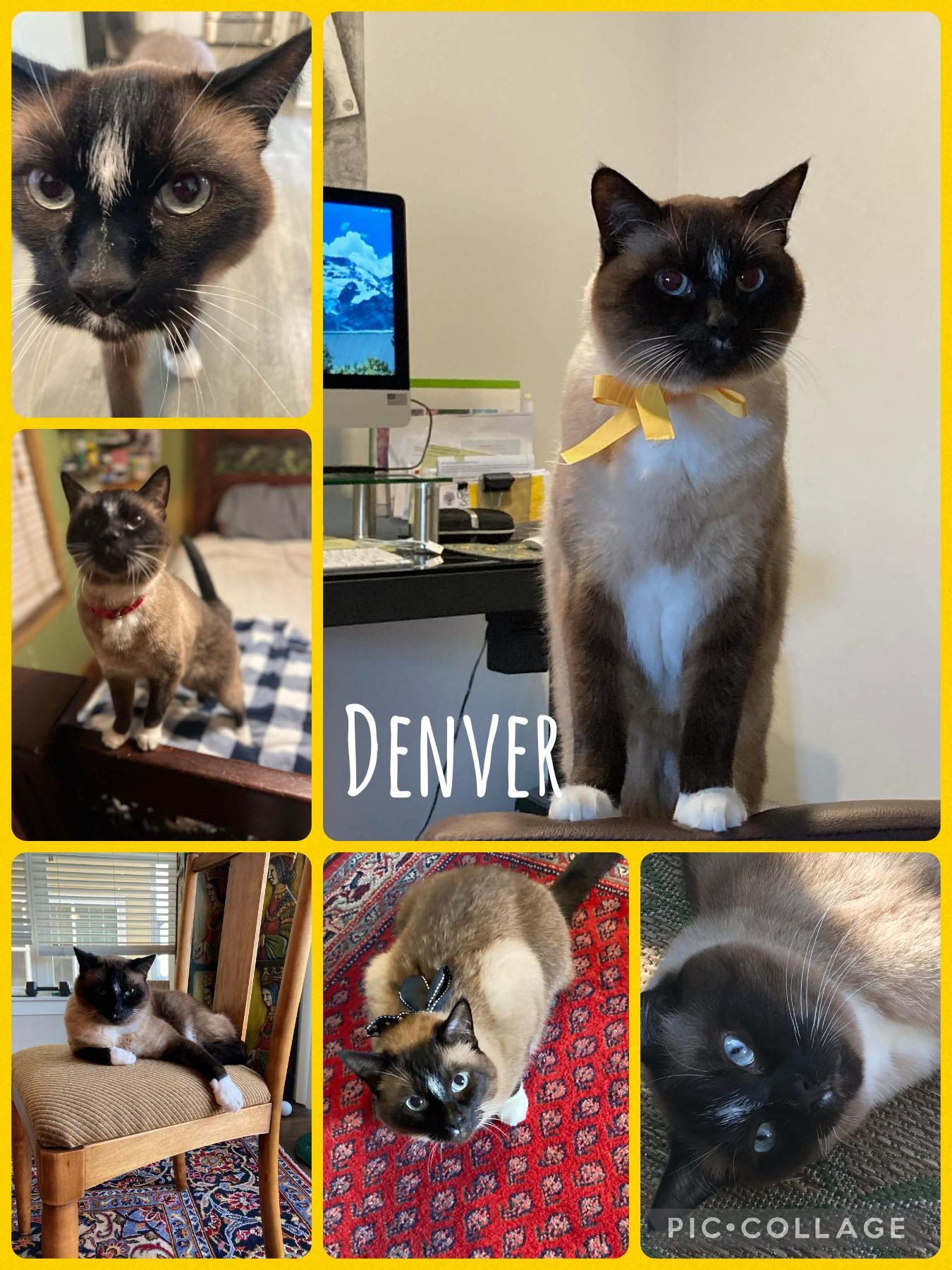 Denver, Adoptable, Senior Male Domestic Short Hair.