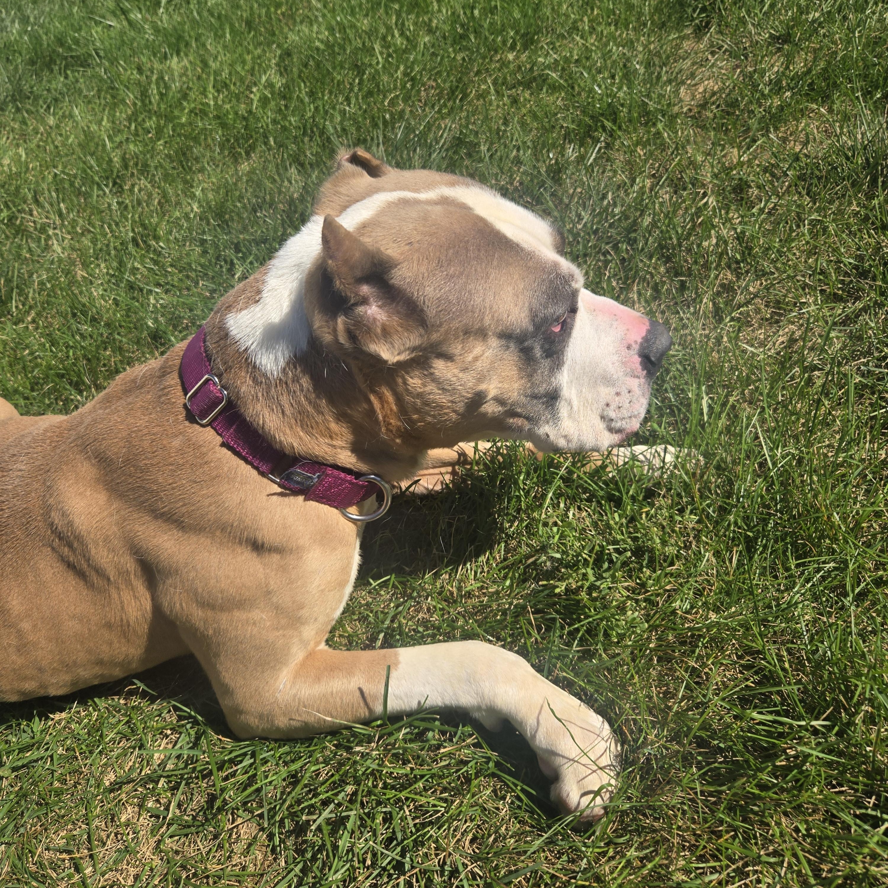 Athena, Adoptable, Adult Female Terrier.