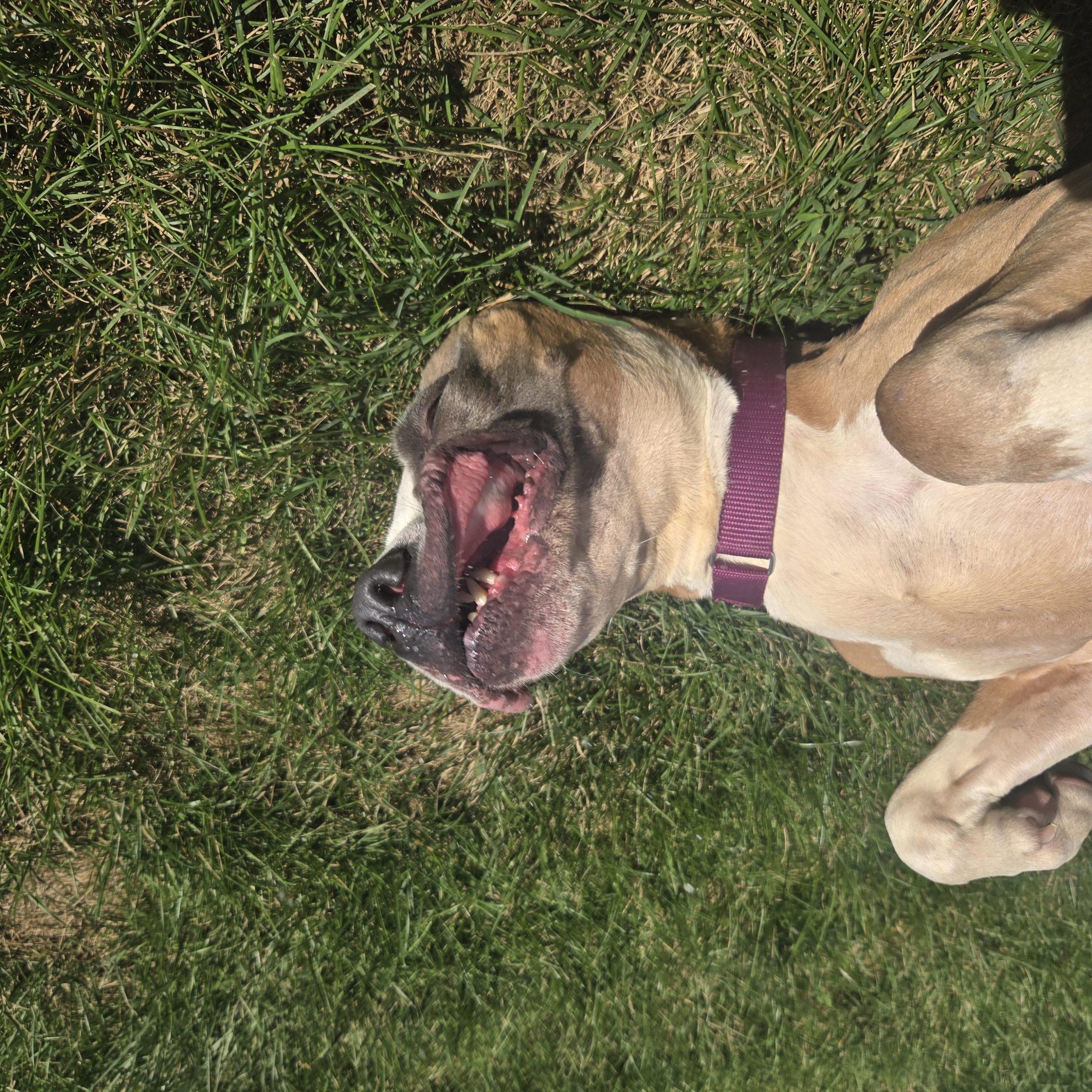 Enlarge Athena, a Adoptable mixed breed in Joliet, IL image 2/2