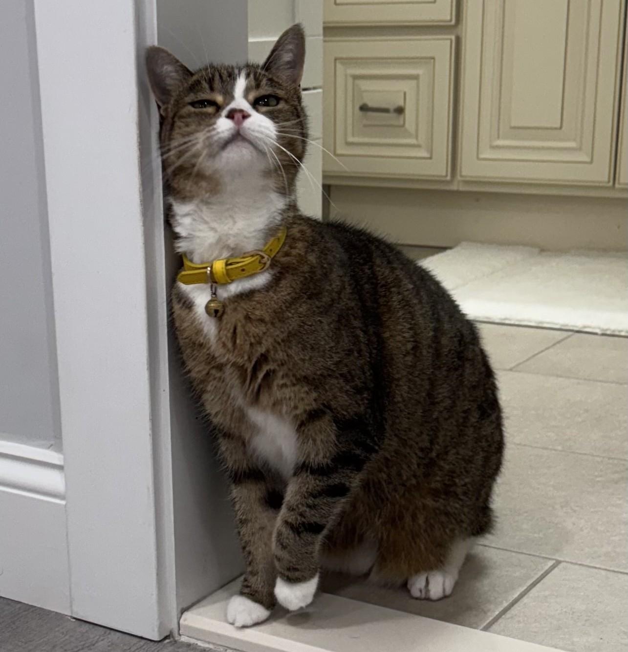Enlarge Maruysa, a Adoptable Tabby in Closter, NJ image 1/3