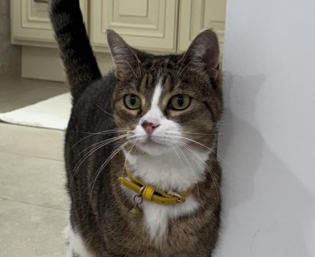 Enlarge Maruysa, a Adoptable Tabby in Closter, NJ image 2/3