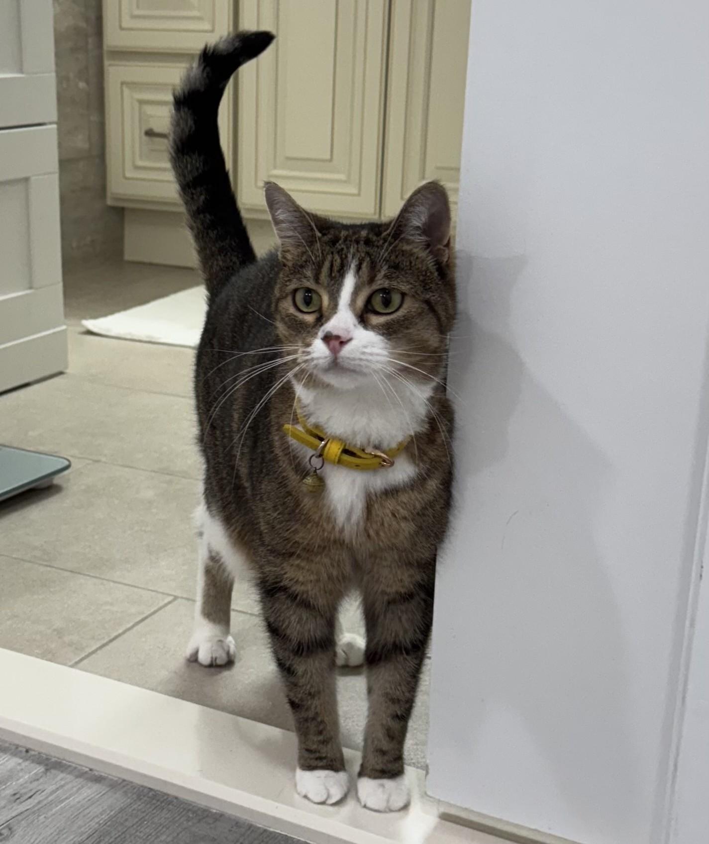 Enlarge Maruysa, a Adoptable Tabby in Closter, NJ image 3/3