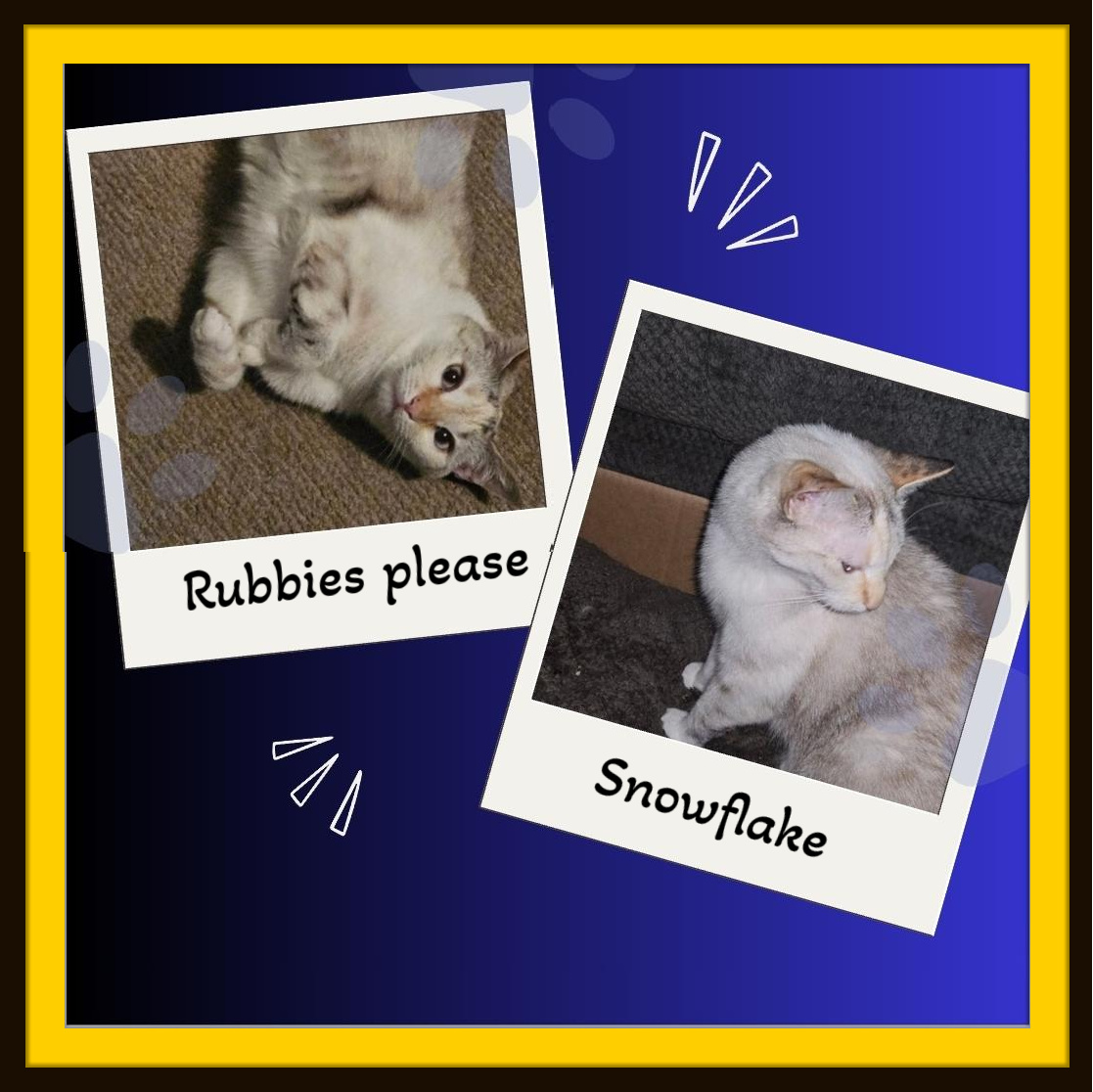 Snowflake - Gentle Soul, Adult Female Siamese