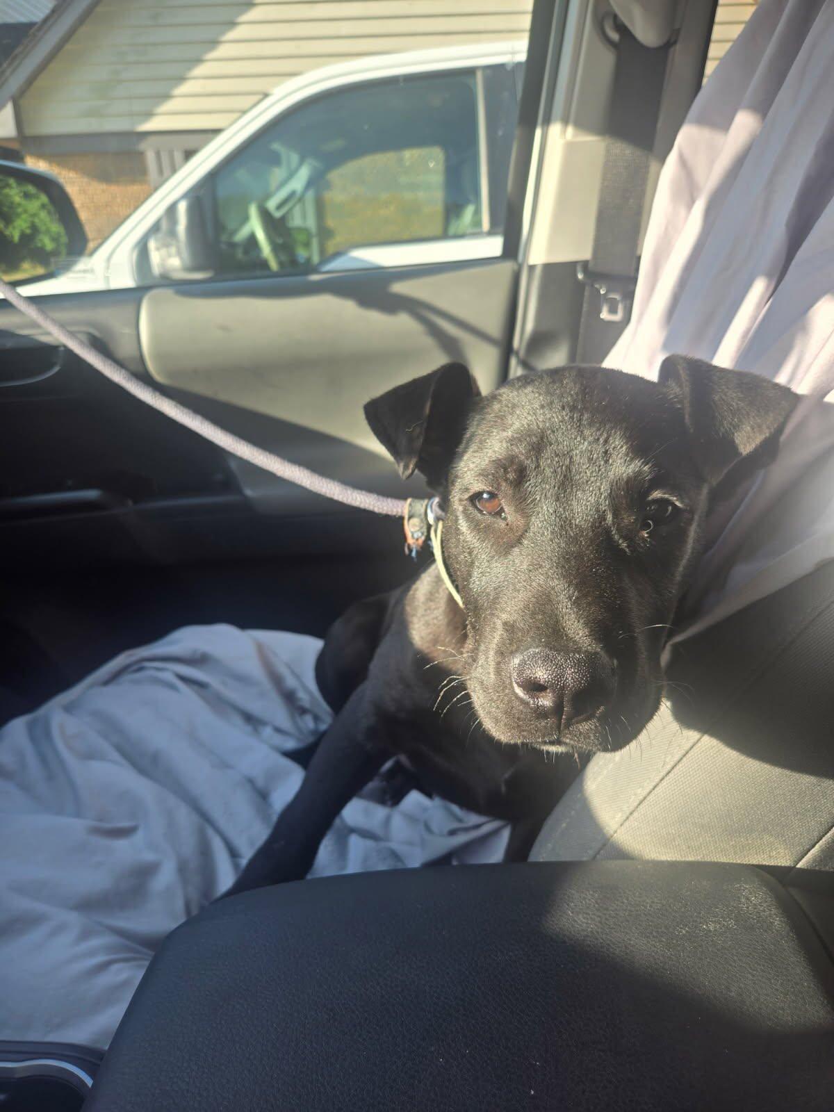 Enlarge Ace, a ADOPTABLE mixed breed in Olive Branch, MS image 4/6