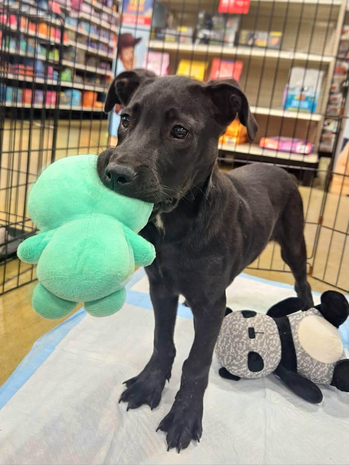 Enlarge Ace, a ADOPTABLE mixed breed in Olive Branch, MS image 2/6