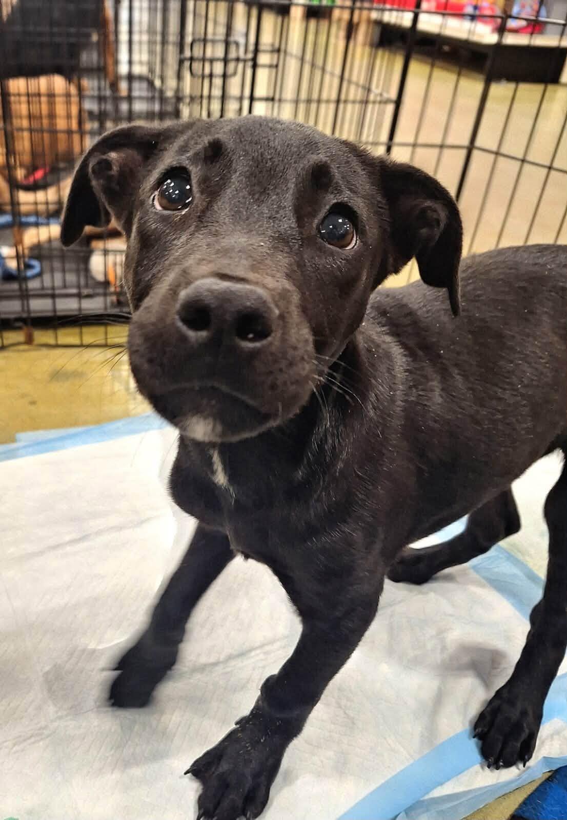 Enlarge Ace, a ADOPTABLE mixed breed in Olive Branch, MS image 1/6