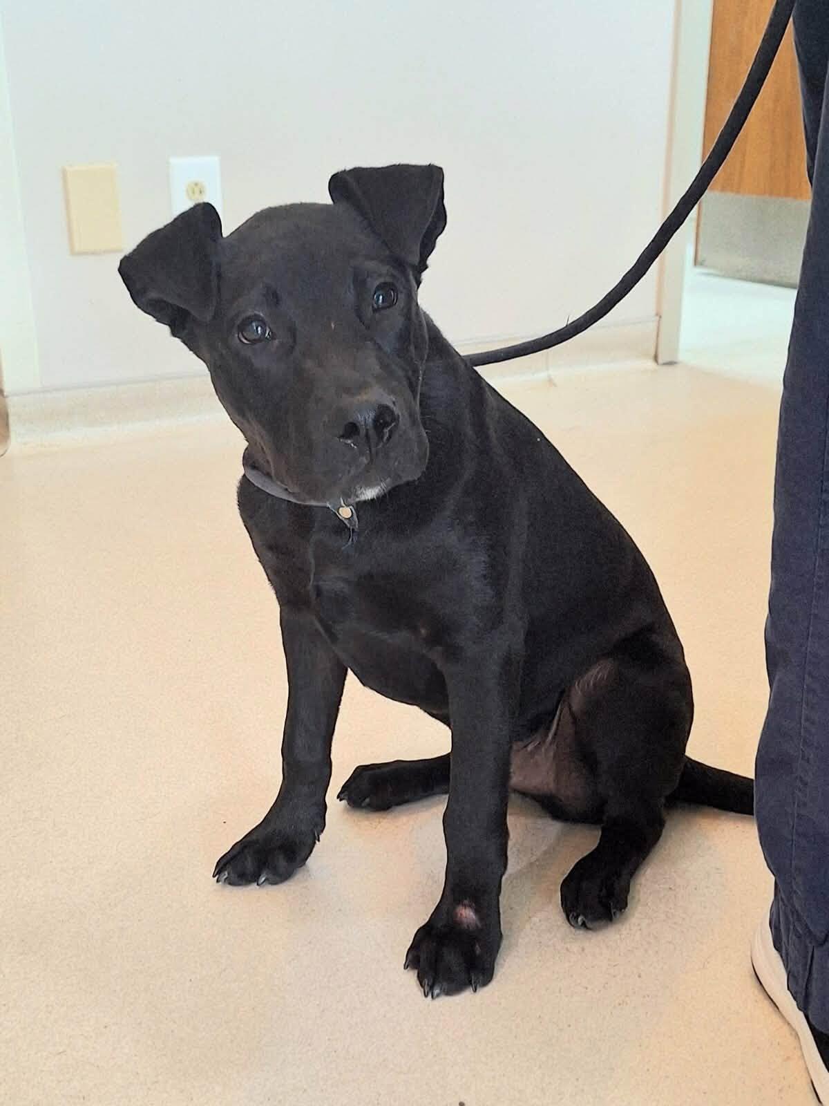 Enlarge Ace, a ADOPTABLE mixed breed in Olive Branch, MS image 3/6