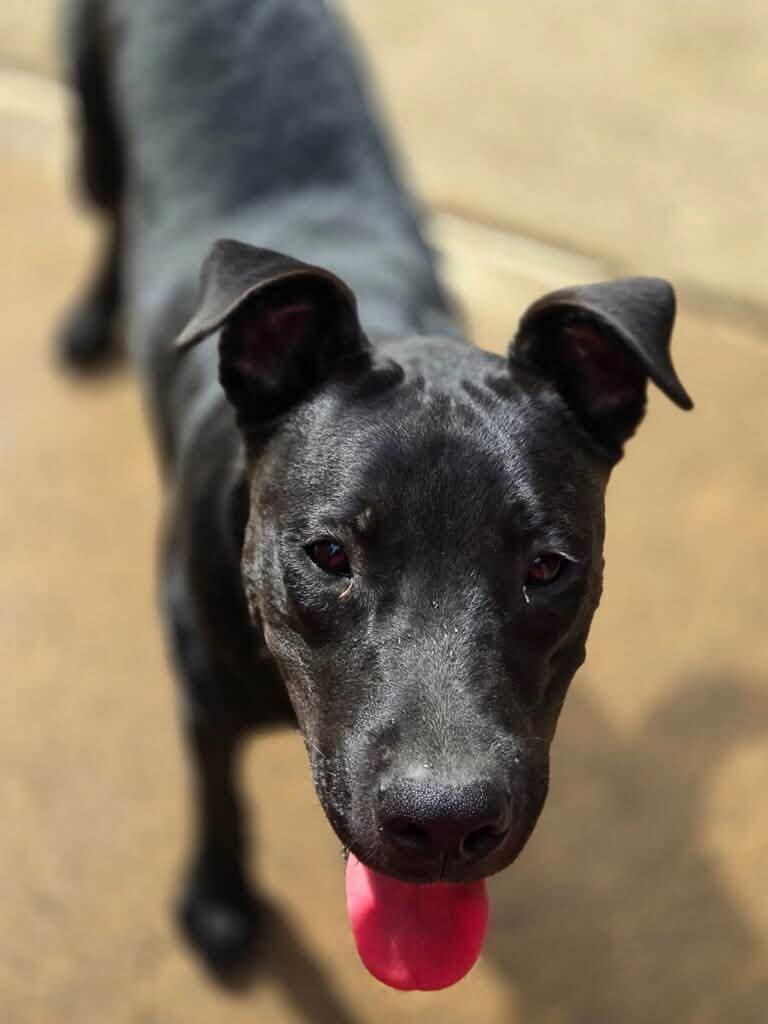 Ace, Adoptable, Young Male Labrador Retriever & Terrier.