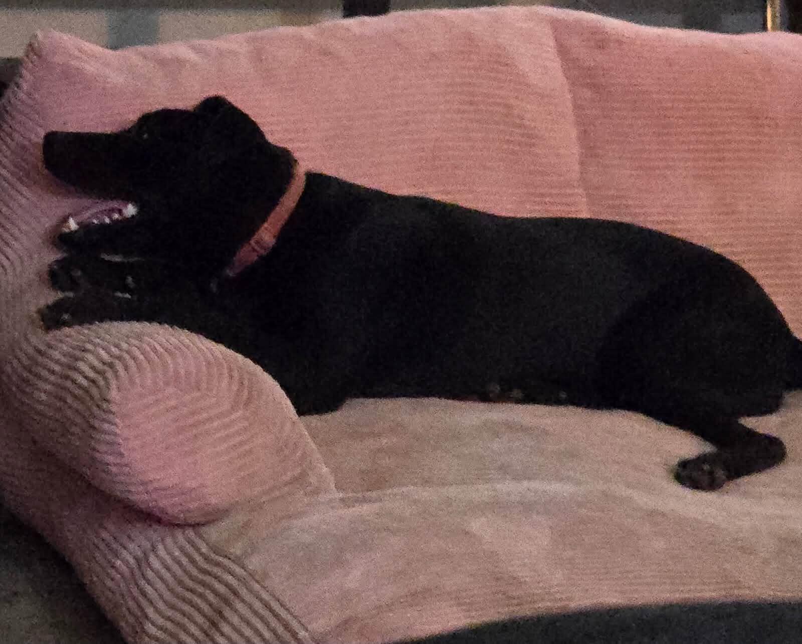 Enlarge Ace, a Adoptable mixed breed in Olive Branch, MS image 6/6