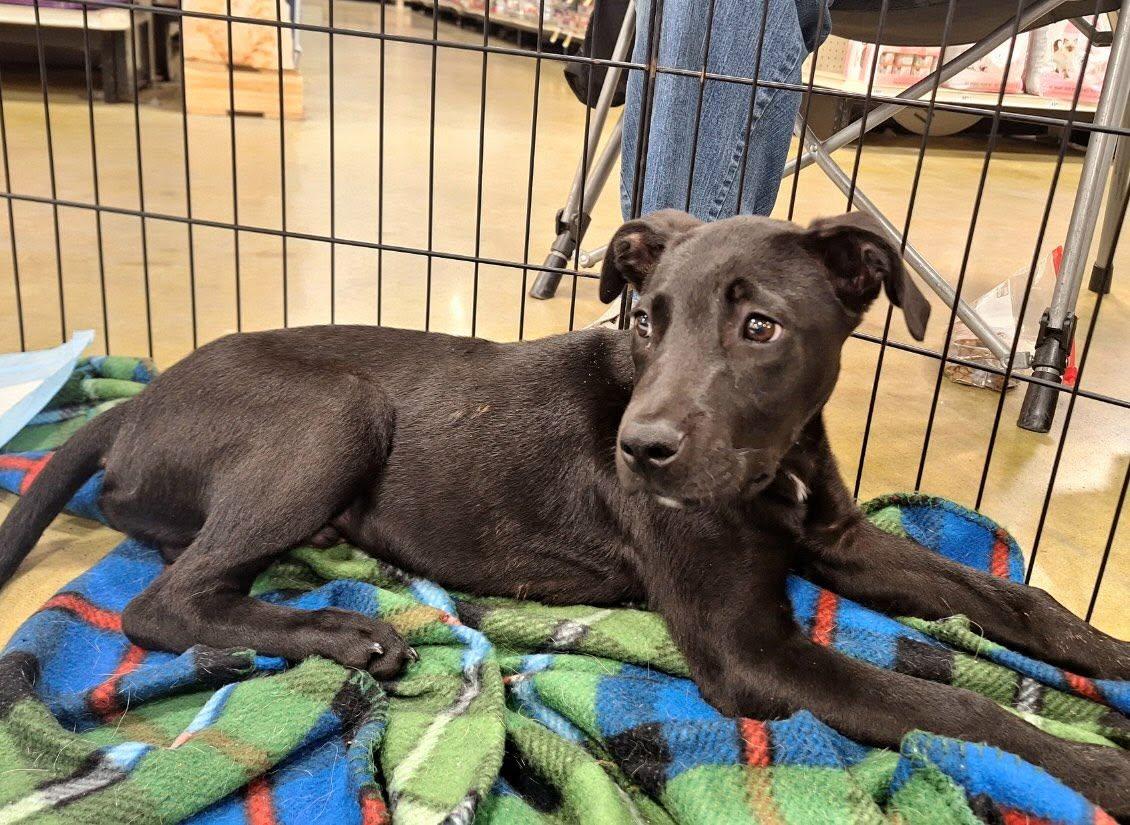 Enlarge Ace, a ADOPTABLE mixed breed in Olive Branch, MS image 5/6