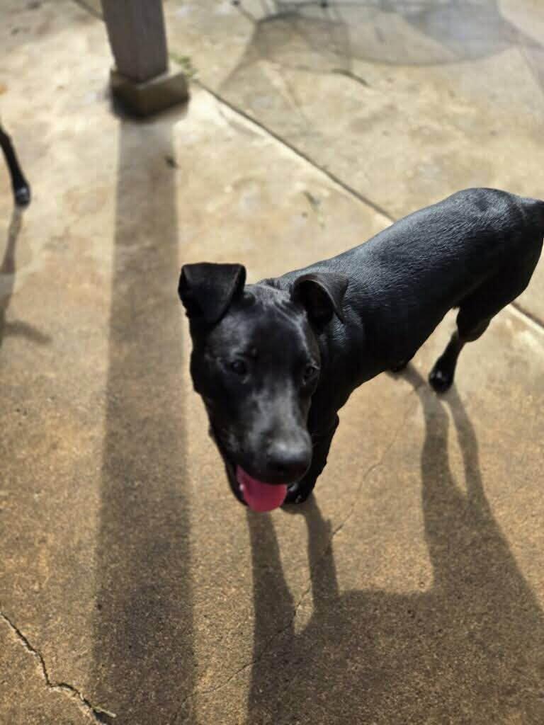 Enlarge Ace, a Adoptable mixed breed in Olive Branch, MS image 3/6