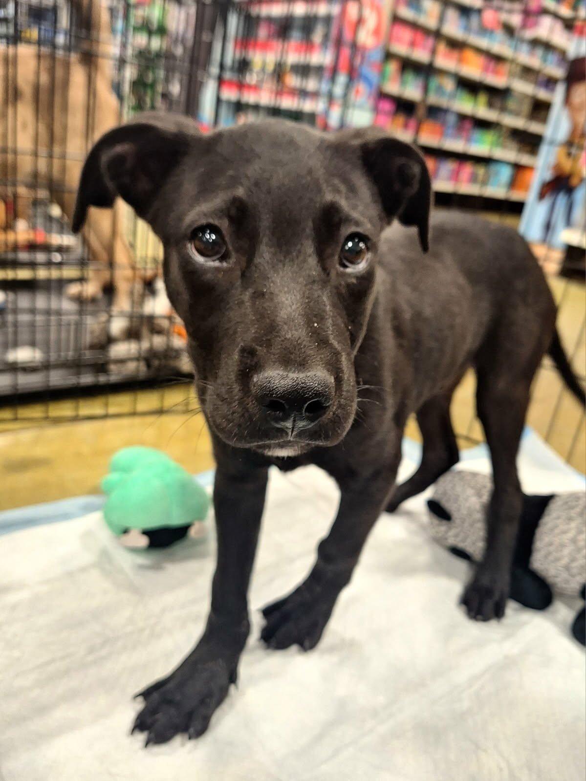 Enlarge Ace, a ADOPTABLE mixed breed in Olive Branch, MS image 6/6
