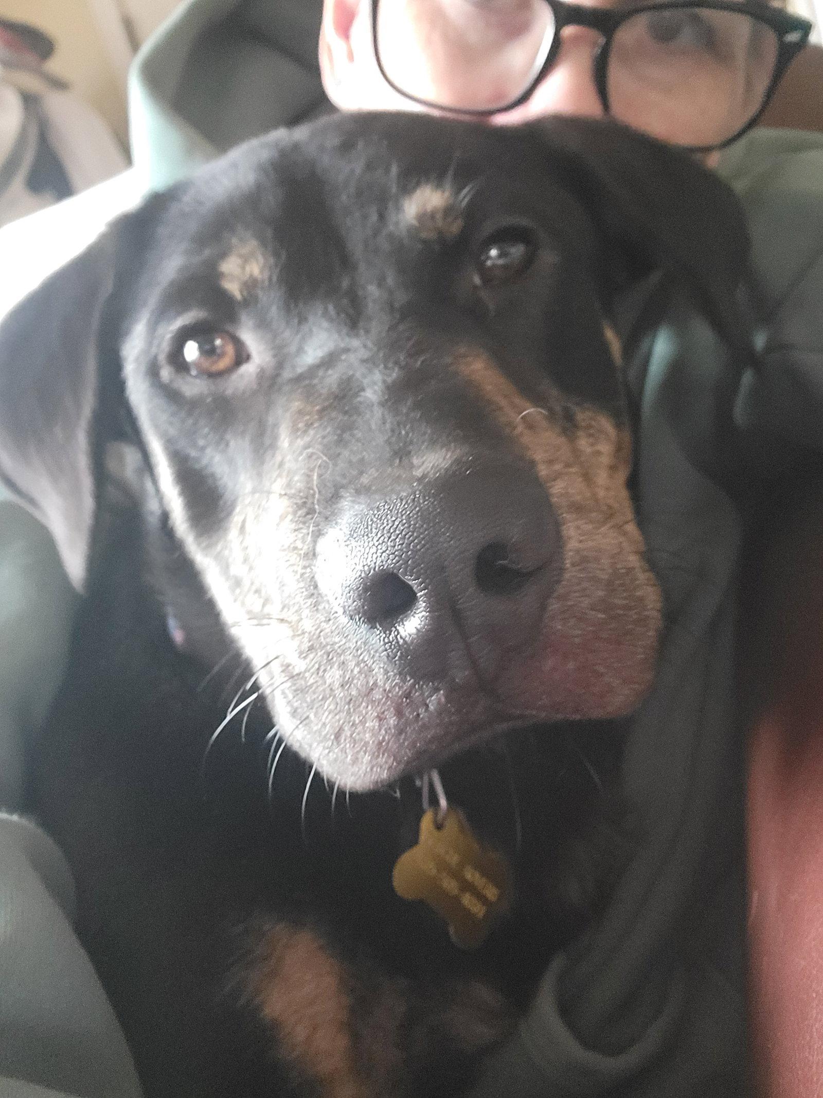 Wattsinn, Adoptable, Young Male Shepherd.