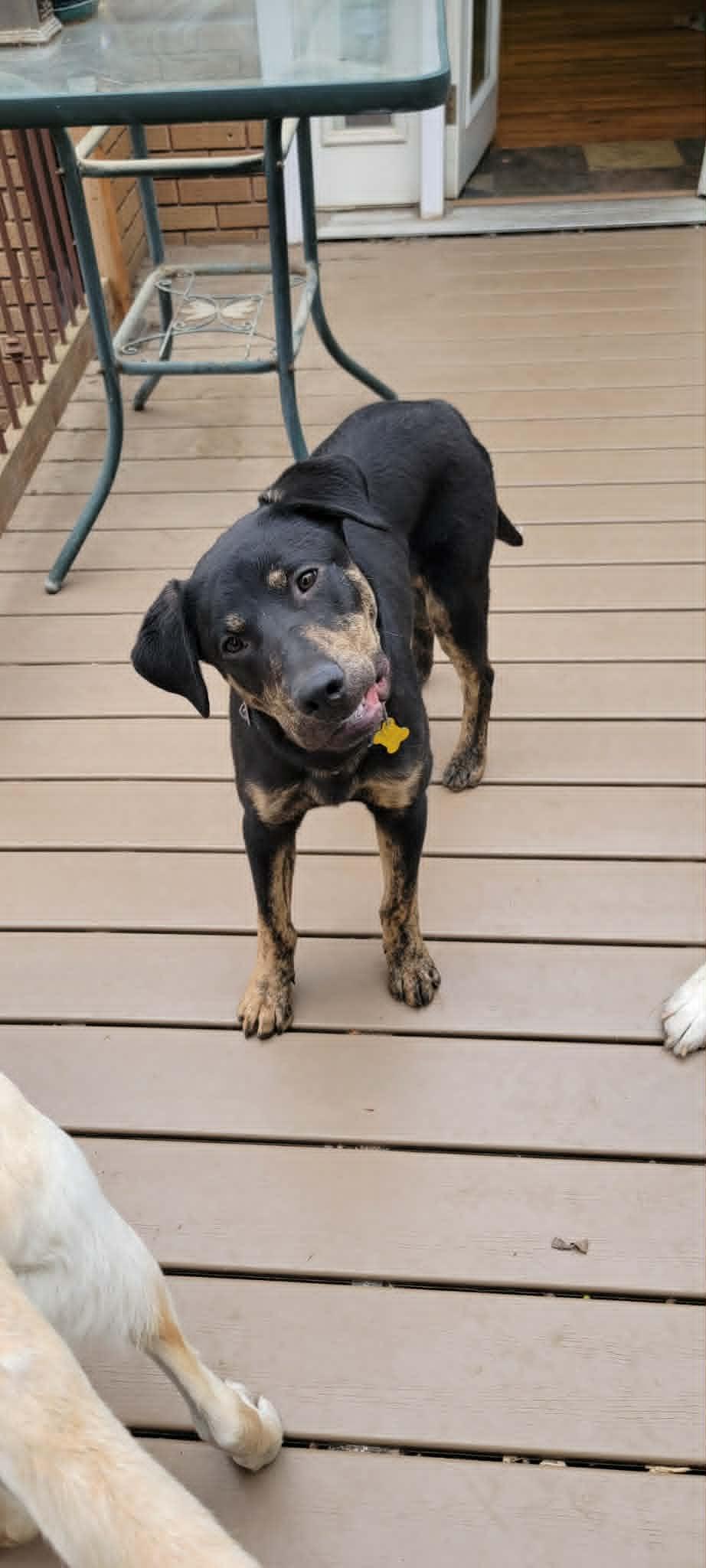 Wattsinn, a Adoptable Shepherd in Salt Lake City, UT image 3/3