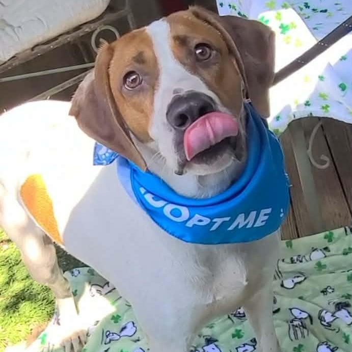 Enlarge Dixon, a ADOPTABLE mixed breed in Woolwich, ME image 6/6