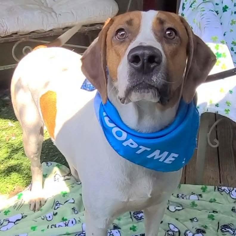 Enlarge Dixon, a ADOPTABLE mixed breed in Woolwich, ME image 2/6