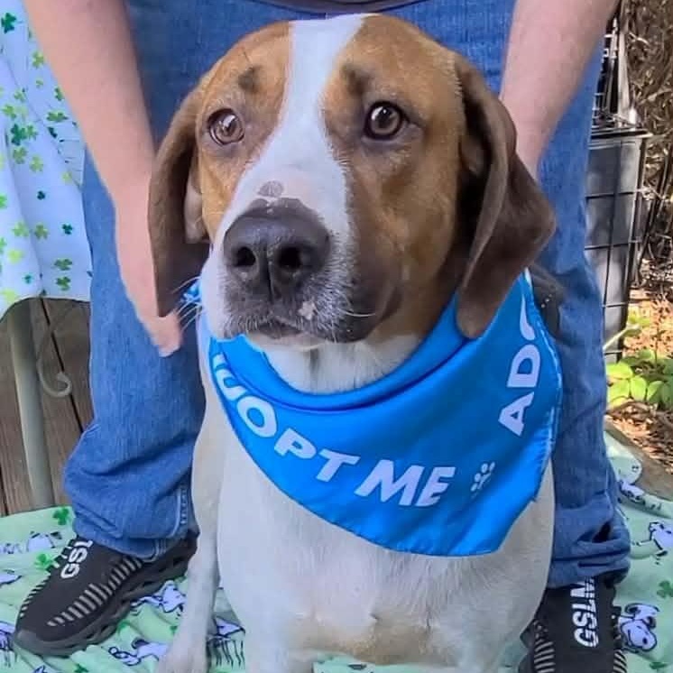 Enlarge Dixon, a ADOPTABLE mixed breed in Woolwich, ME image 3/6