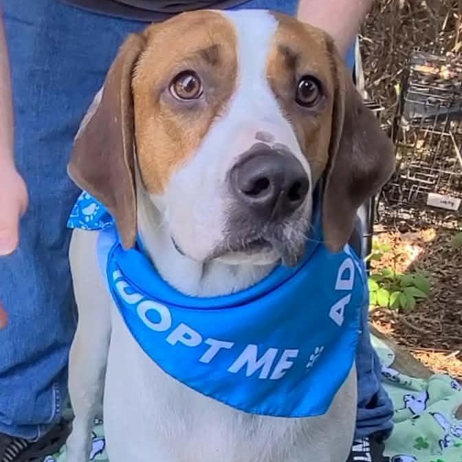 Enlarge Dixon, a ADOPTABLE mixed breed in Woolwich, ME image 4/6