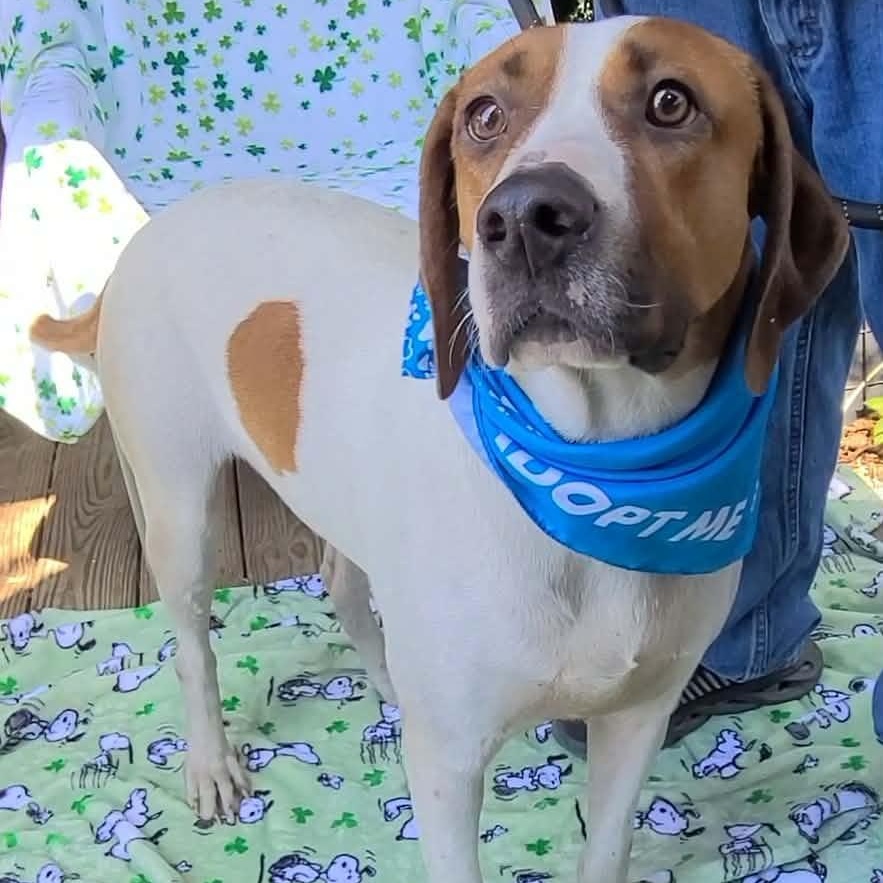 Dixon, ADOPTABLE, Adult Male Treeing Walker Coonhound.