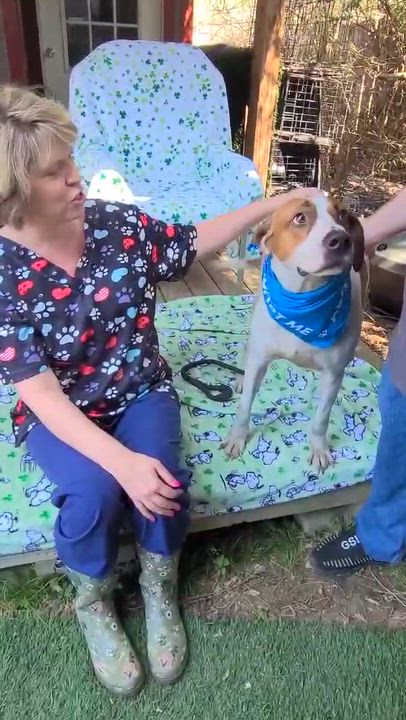 Enlarge Dixon, a ADOPTABLE mixed breed in Woolwich, ME video 5/6