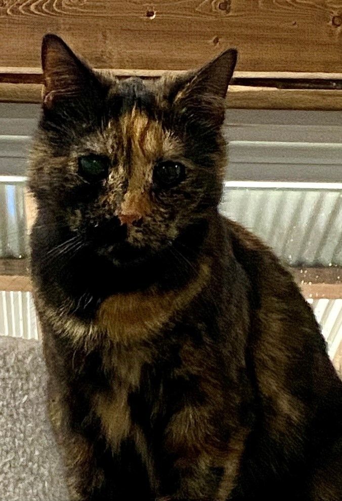 Enlarge Miki, a Adoptable Tortoiseshell in Fredericksburg, OH image 1/1
