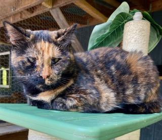 Miki, Adoptable, Adult Female Tortoiseshell.